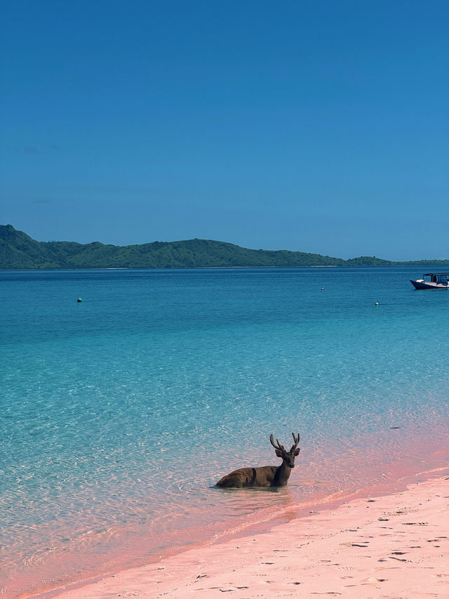 The Pink Beach & the Curious Deer