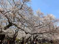 小石川植物園，東京大學附屬的賞櫻秘境