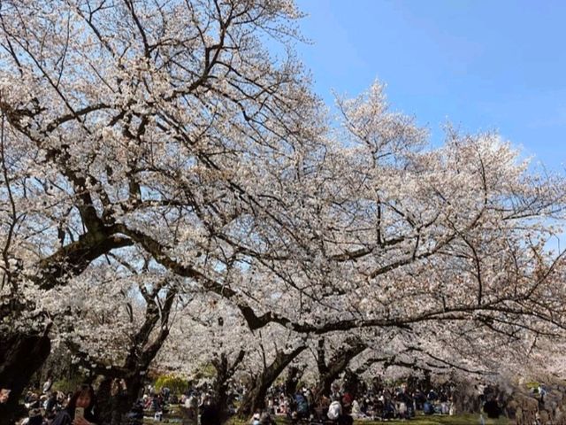 小石川植物園，東京大學附屬的賞櫻秘境