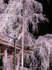 Ancient Elegance: The Weeping Sakura of Seiunji Temple