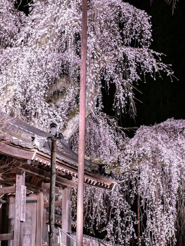 Ancient Elegance: The Weeping Sakura of Seiunji Temple