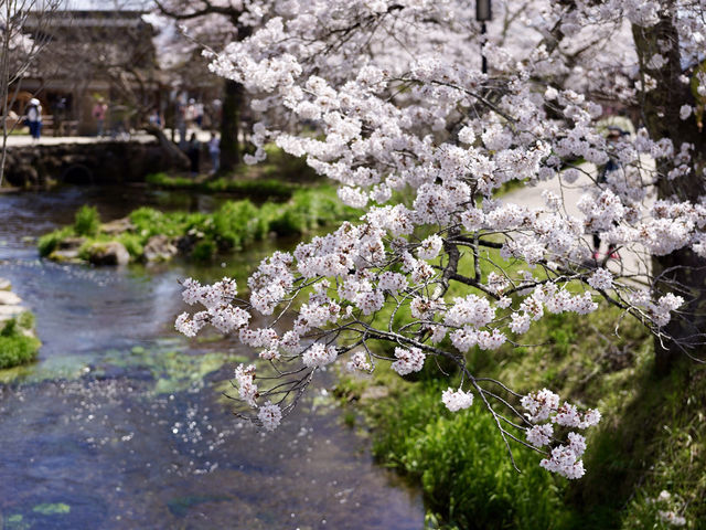 Sakura Season at Oshino Hakkai.
