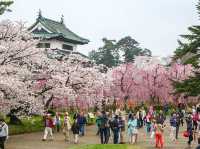 Hirosaki Castle Cherry Blossoms: Japan’s Most Magical Sakura Fairytale