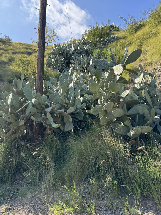 🌳 Lake Hollywood Park, 할리우드 사인과 함께하는 힐링!