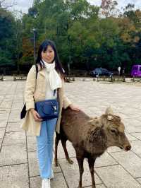Top Tips for a Perfect Nara Park Adventure