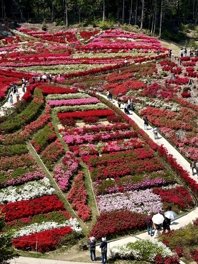 Springtime Bliss at Mimuroto-ji Temple’s Hirado Azalea Garden