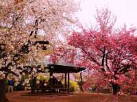 🌸 Sakura Fever in Shinjuku Gyoen: Picnics, Petals & One Very Bold Squirrel