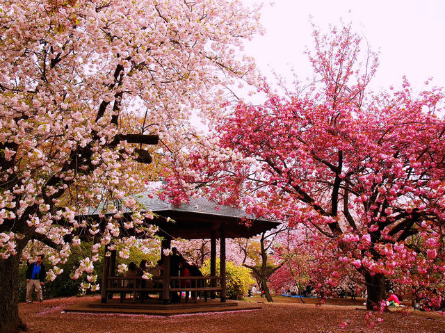 🌸 Sakura Fever in Shinjuku Gyoen: Picnics, Petals & One Very Bold Squirrel