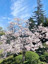 Hakone Garden: A Blossoming Symphony of Time