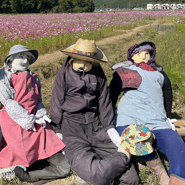 🇯🇵【愛媛県】宇和島市美間町のコスモスまつり！(^^)