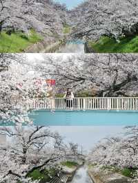 I Thought Saho River’s Cherry Blossoms Were the Prettiest… Until I Found…