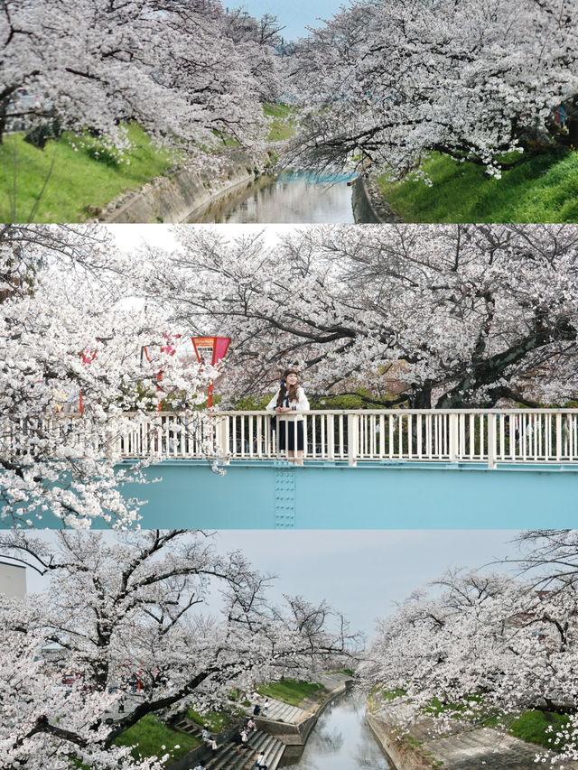 I Thought Saho River’s Cherry Blossoms Were the Prettiest… Until I Found…