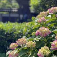 【鎌倉】風情ある茅葺きの山門 手前の紫陽花