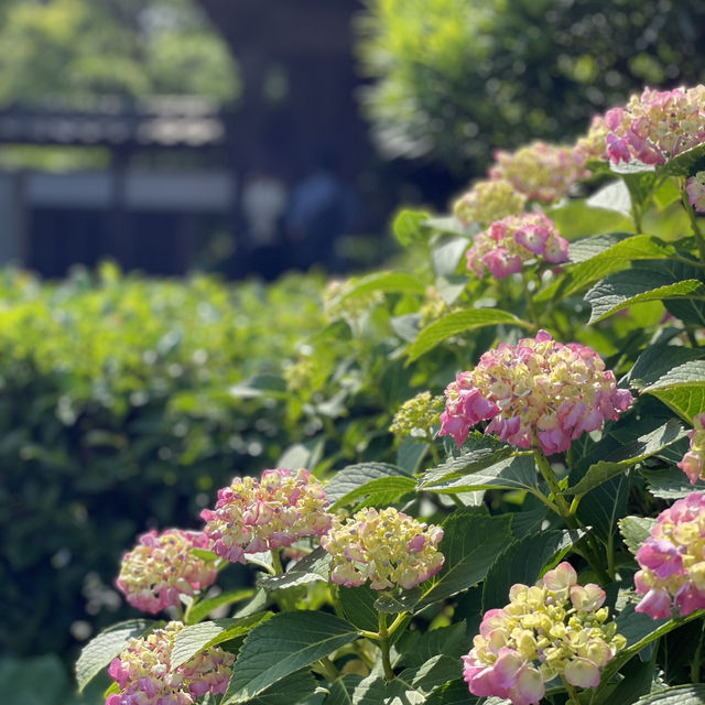 【鎌倉】風情ある茅葺きの山門 手前の紫陽花