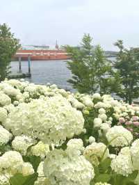 【東京×台場】海と紫陽花、船のコラボ写真が撮れるスポット