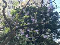 香港好去處 | 復活節賞花(上) | 魚木 | 藍花楹