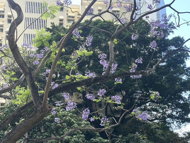 香港好去處 | 復活節賞花(上) | 魚木 | 藍花楹