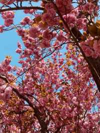 Double Cherry Blossoms at Busan Democracy Park
