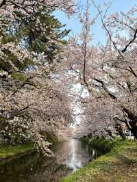 日本🇯🇵｜超浪漫的櫻花愛心🌸🩷