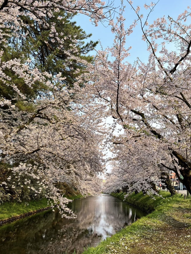 日本🇯🇵｜超浪漫的櫻花愛心🌸🩷