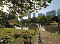 Hamarikyu Garden Stroll