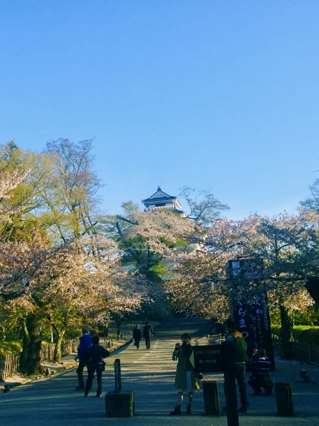 Tsuruga Castle – A Spring Icon of Aizuwakamatsu