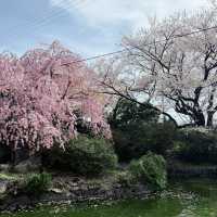 A 350-Year-Old Cherry Blossom Wonderland