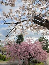 Wandering Around, Found Sakura, Ended Up in a Spring Daydream