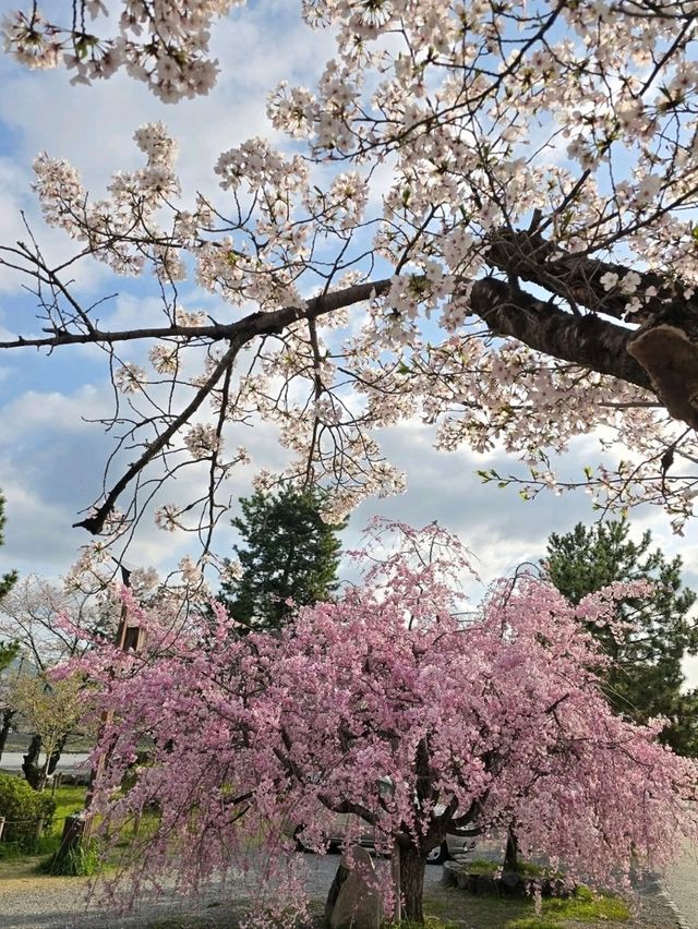 Wandering Around, Found Sakura, Ended Up in a Spring Daydream