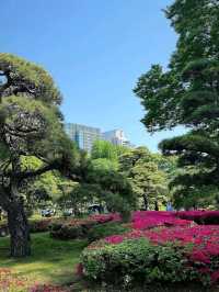 Hidden Gem in the Heart of Tokyo