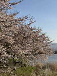 A Dream-Come-True Day at Mt. Fuji with Cherry Blossom Snowfall