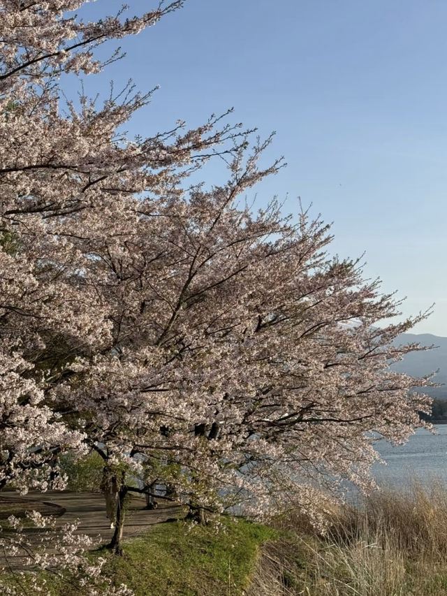 A Dream-Come-True Day at Mt. Fuji with Cherry Blossom Snowfall