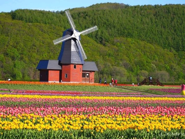 【北海道】70万本の色とりどりのチューリップ畑！「かみゆうべつチューリップフェア」