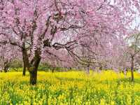 A Cherry Blossom Tunnel Straight Outta a Dream