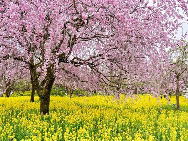 A Cherry Blossom Tunnel Straight Outta a Dream