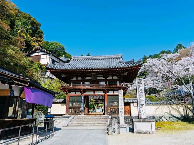 Spring Serenity in Nara’s Hidden Gem