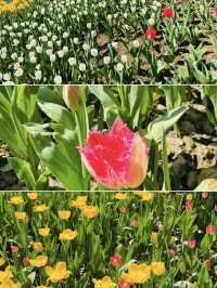🌷 Taiziwan Tulip Festival | A Limited-Time Floral Wonderland in Hangzhou 🌷