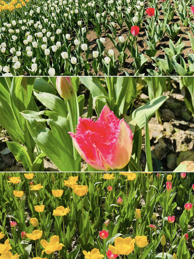 🌷 Taiziwan Tulip Festival | A Limited-Time Floral Wonderland in Hangzhou 🌷