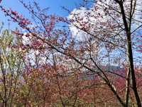 Cingjing Farm — Cherry Blossoms, Sheep & Scenic Peaks in Taiwan