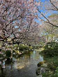Kenroku-en Garden: A Timeless Cherry Blossom Experience in Kanazawa