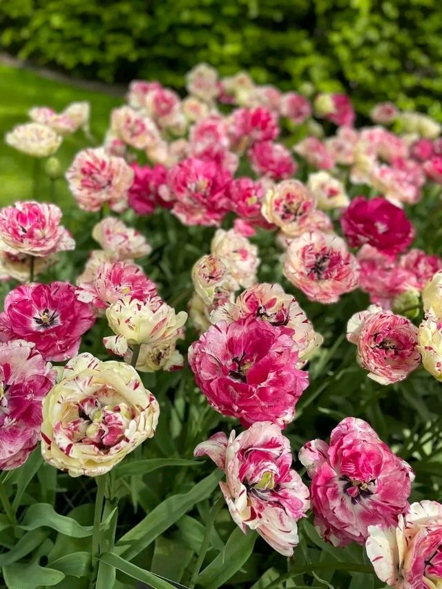 Keukenhof Gardens: A Living Rainbow in the Heart of the Netherlands