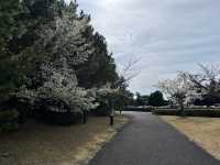 🌸【春日花季攻略】國營常陸海濱公園｜錯過粉蝶花也不怕，鬱金香、櫻花、童話風車一次收服你的鏡頭！