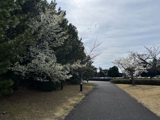 🌸【春日花季攻略】國營常陸海濱公園｜錯過粉蝶花也不怕，鬱金香、櫻花、童話風車一次收服你的鏡頭！