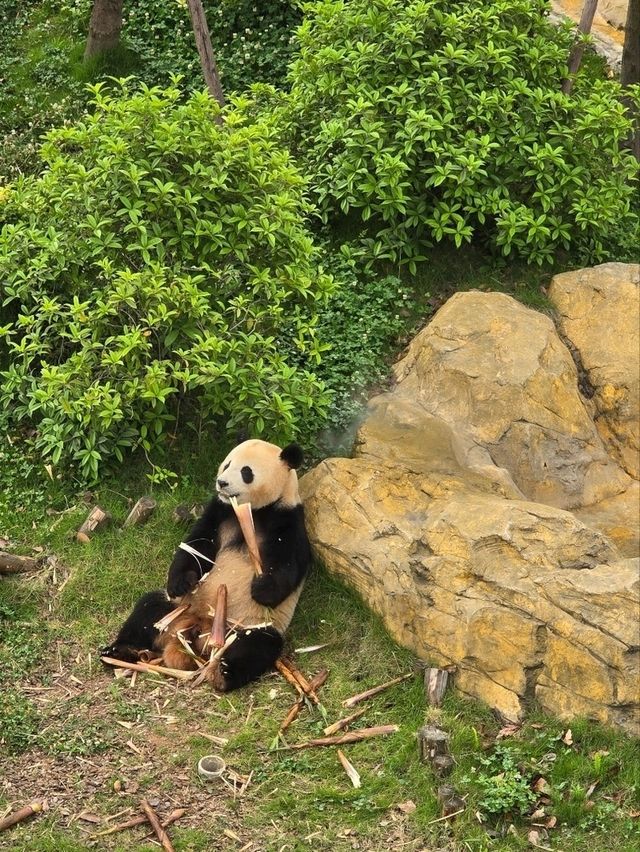 熊貓粉絲必到景點