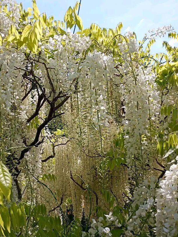Sissinghurst Castle – Where Gardens Whisper Poetry