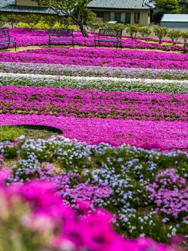 Tokushima – Dance, Mountains, and Cultural Harmony in Shikoku