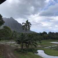 クアロアランチ　ハワイで大自然を楽しむ！⛰