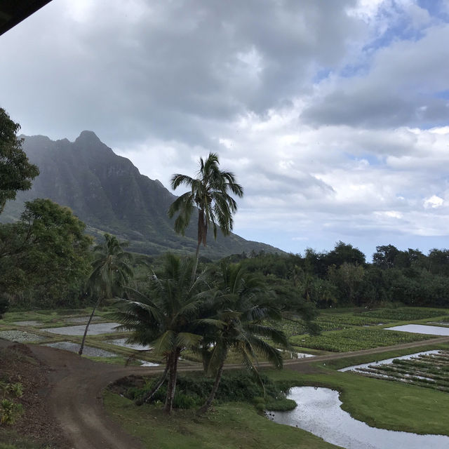クアロアランチ　ハワイで大自然を楽しむ！⛰