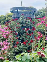 Rose เลิฟเวอร์