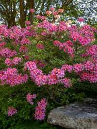 Bodnant Garden – A Living Masterpiece in the Heart of North Wales